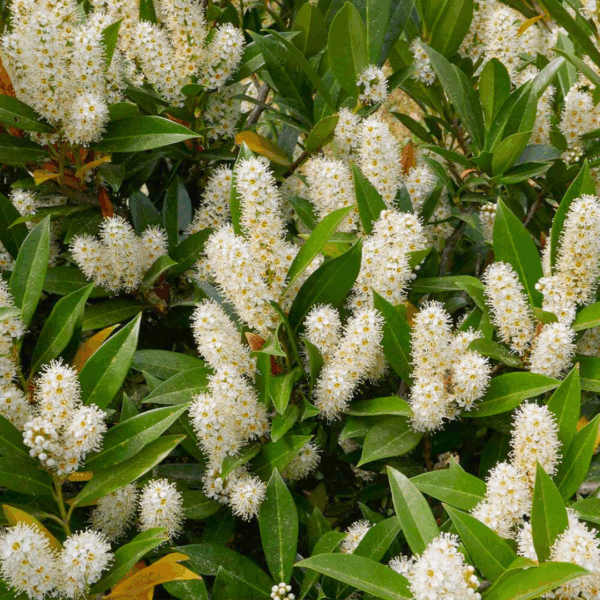 Cherry Laurel 'Otto Luyken' - Image 2