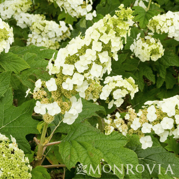 Hydrangea 'Snow Queen' - Image 3