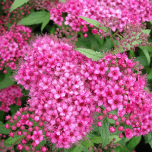 Spirea 'Anthony Waterer'