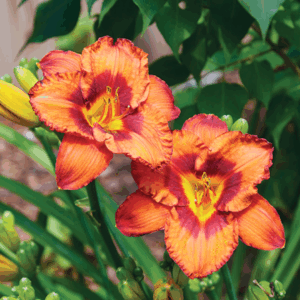 Hemerocallis 'Mighty'