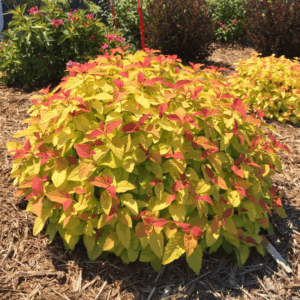 Spirea 'Candy Corn'