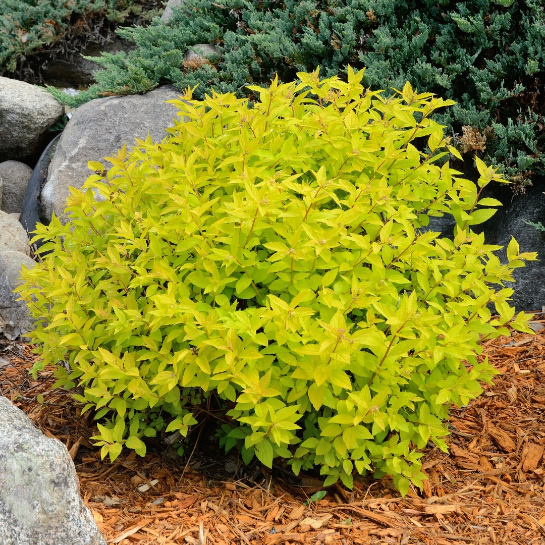 Spirea 'Gold Mound'