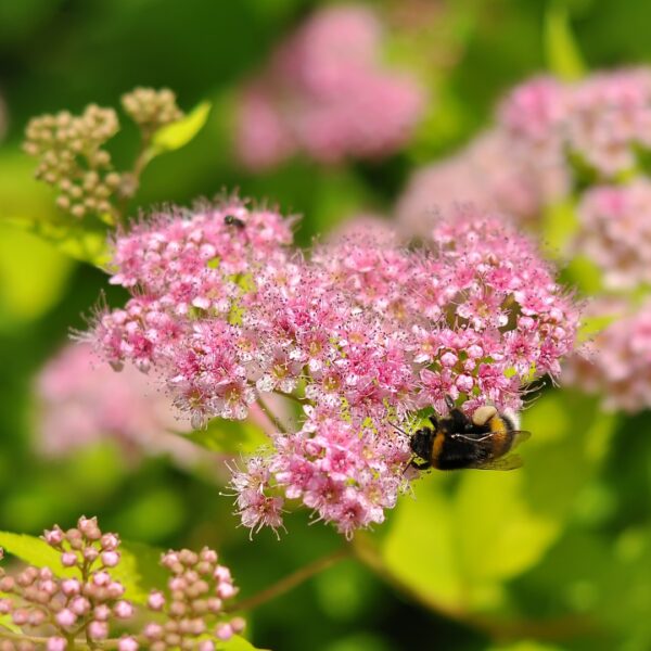 Spirea 'Gold Mound' close up