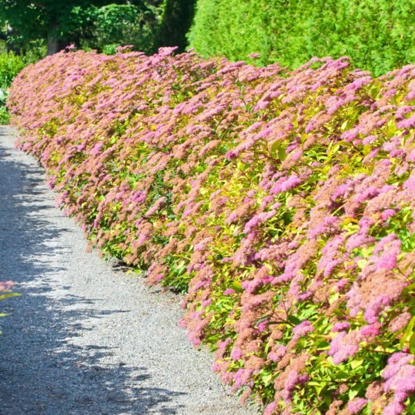 line of Spirea 'Gold Mound'