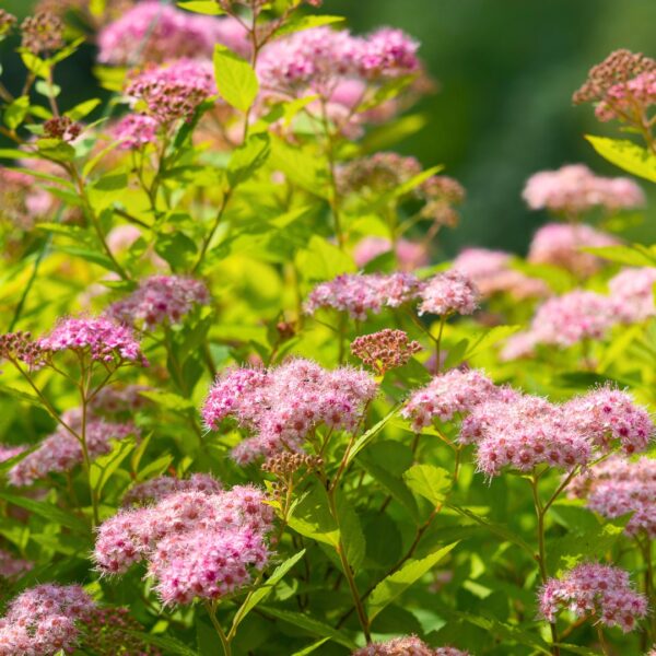 Spirea 'Gold Mound' blooms