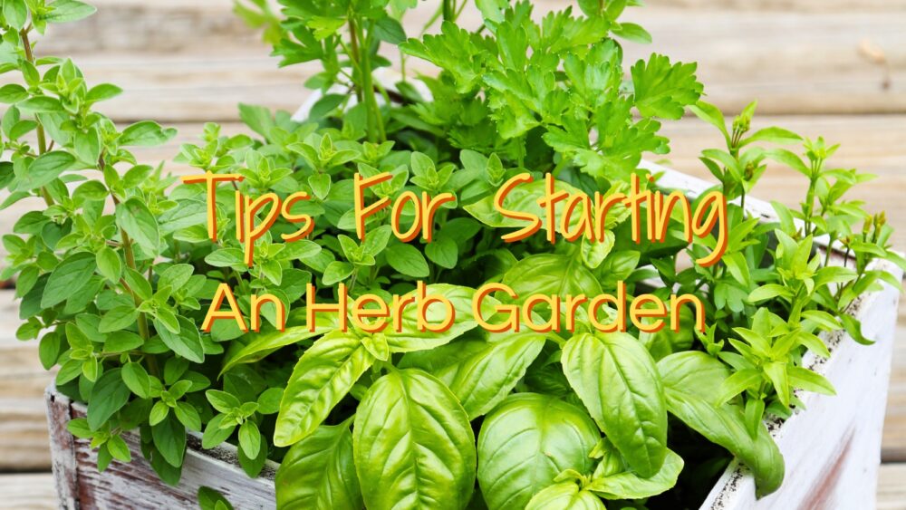 Tips For Starting An Herb Garden