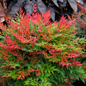 Nandina 'Obsession'
