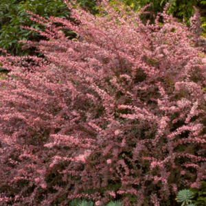 Barberry 'Rosy Glow'