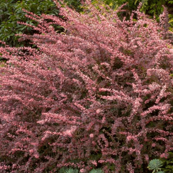 Barberry 'Rosy Glow'