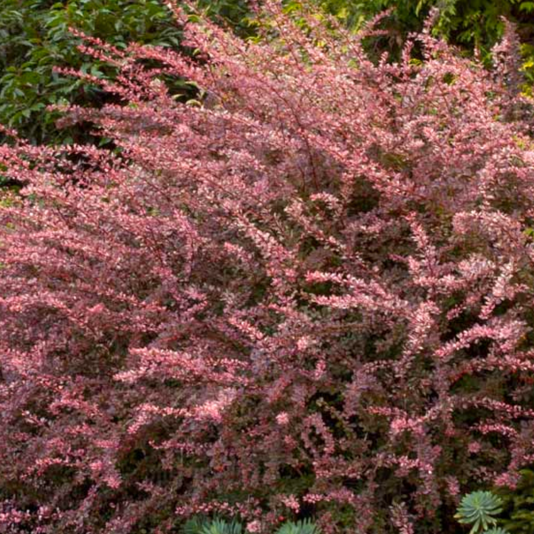 Barberry 'Rosy Glow'