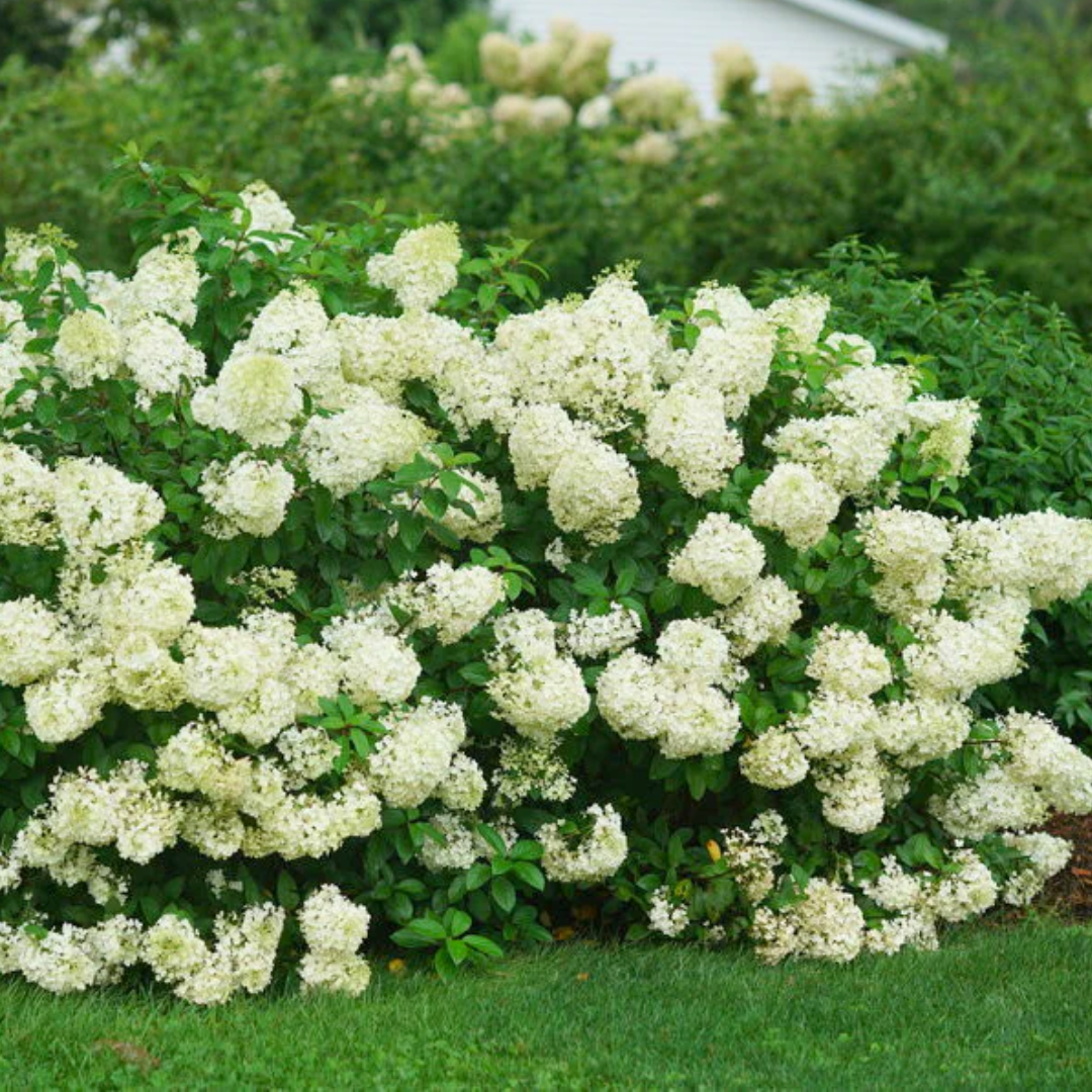 Hydrangea 'Bobo'