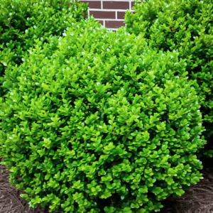 Boxwood 'Winter Gem'