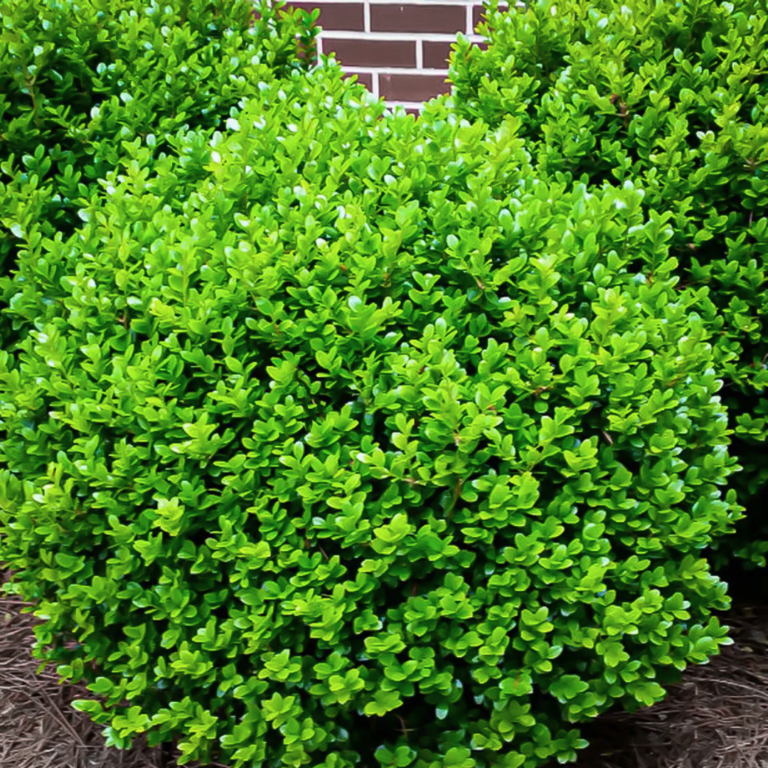 Boxwood 'Winter Gem'