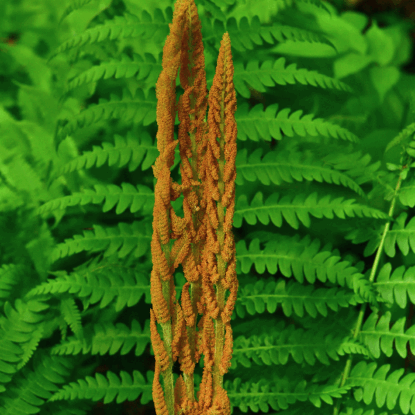 Cinnamon Fern - Image 2