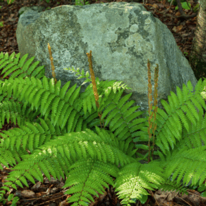 Cinnamon Fern