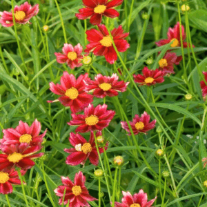 Coreopsis 'Mercury Rising'