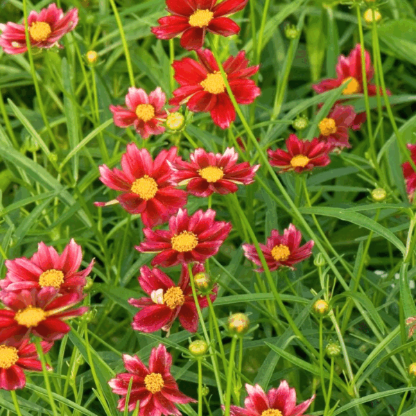 Coreopsis 'Mercury Rising'