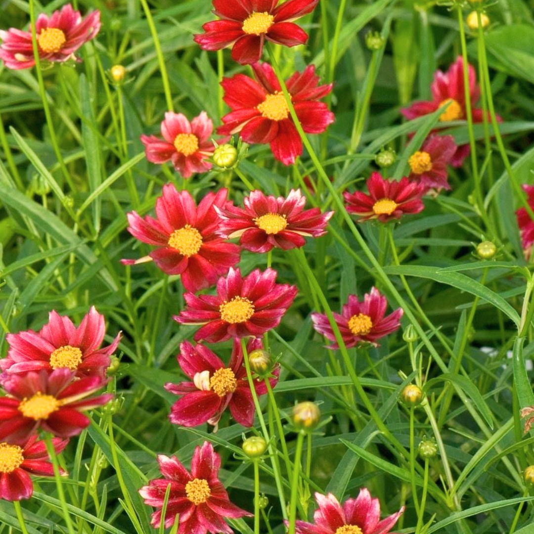 Coreopsis 'Mercury Rising'