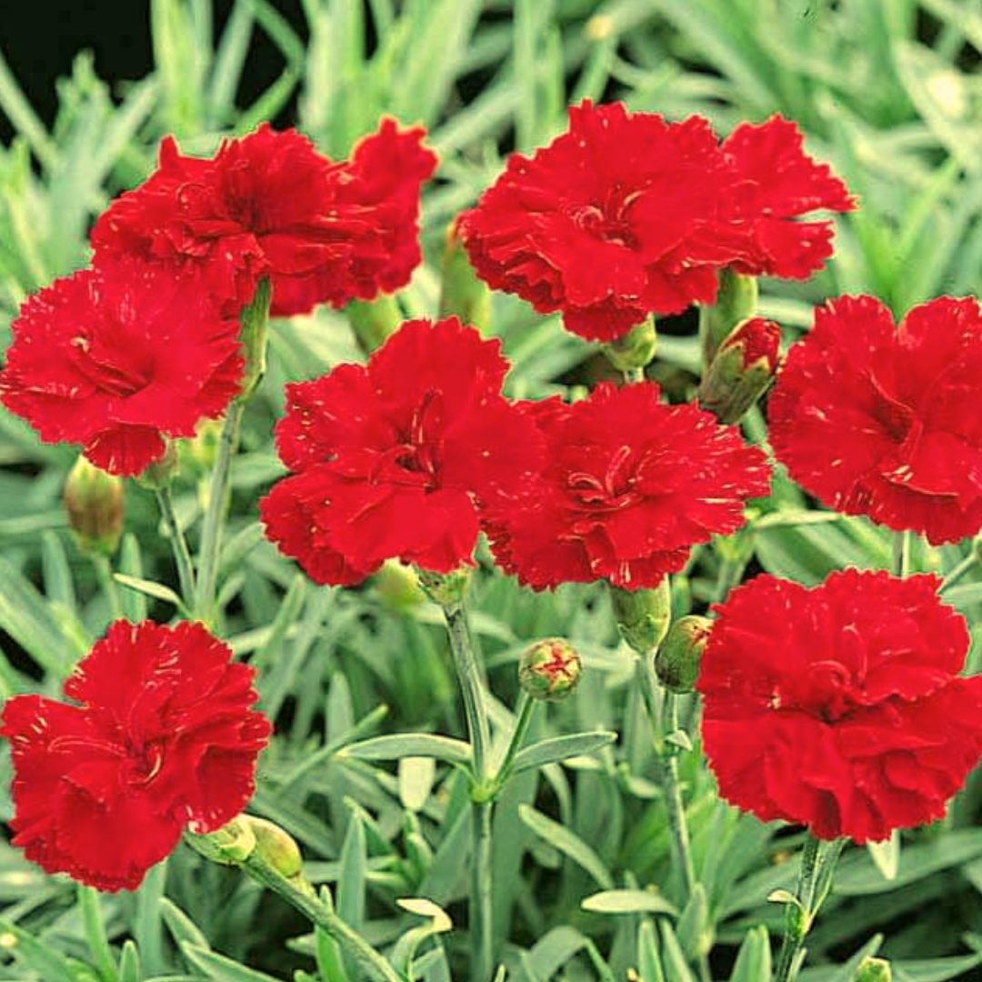Dianthus 'Frosty Fire'
