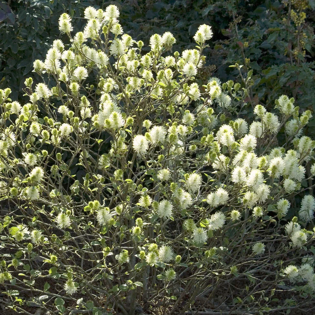 Fothergilla 'Mt. Airy'