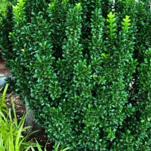 Euonymus 'Greenspire'