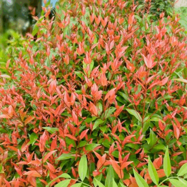 Nandina 'Gulfstream'