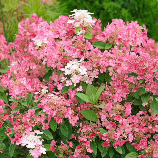 Hydrangea 'Little Quickfire'