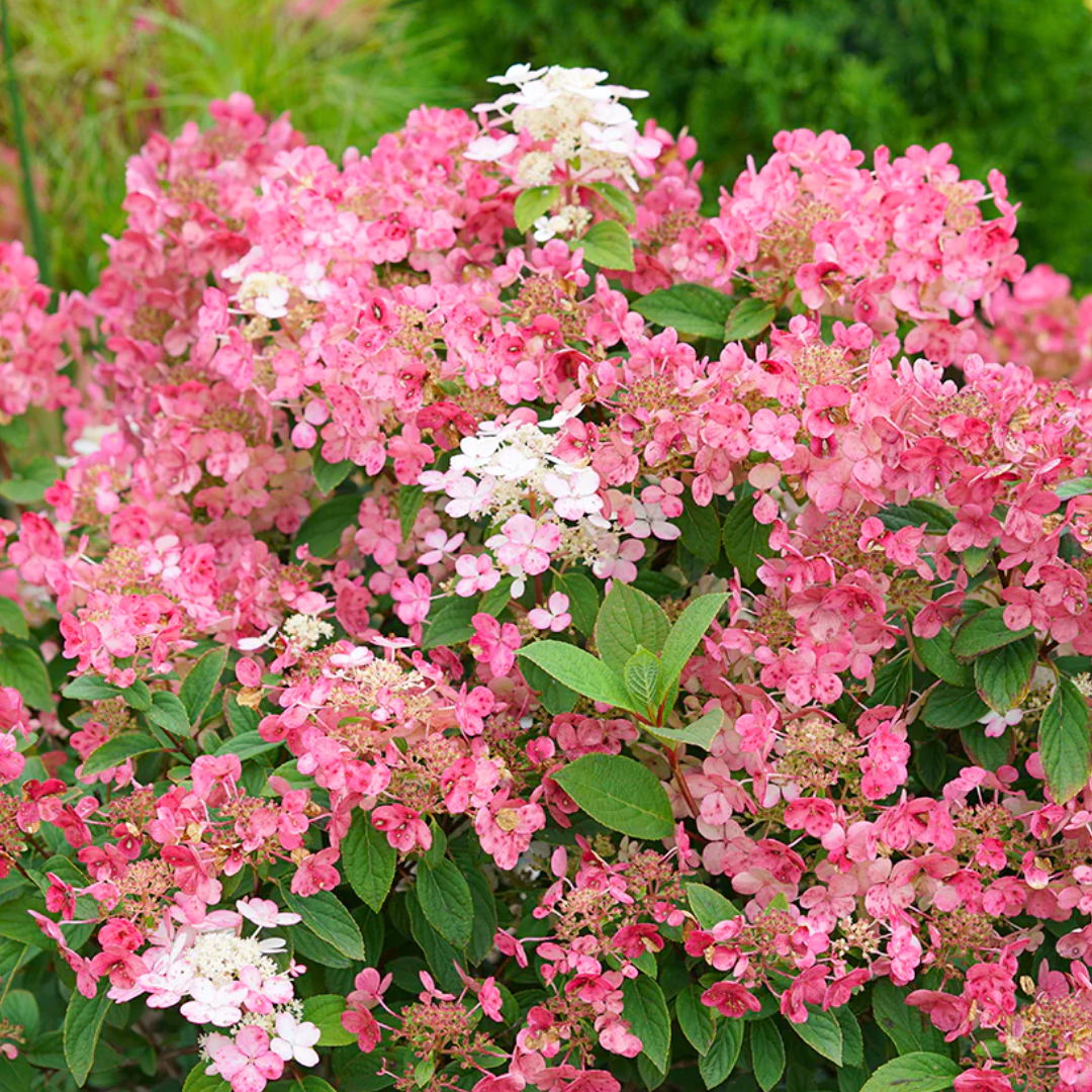 Hydrangea 'Little Quickfire'
