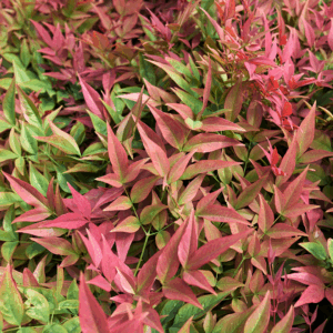 Nandina 'Blush Pink'