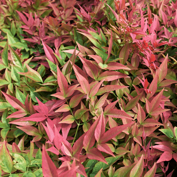 Nandina 'Blush Pink'