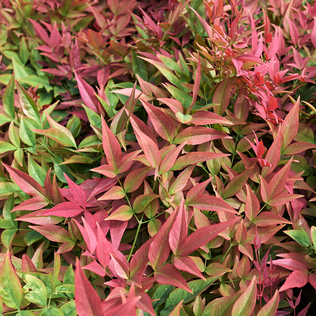 Nandina 'Blush Pink'
