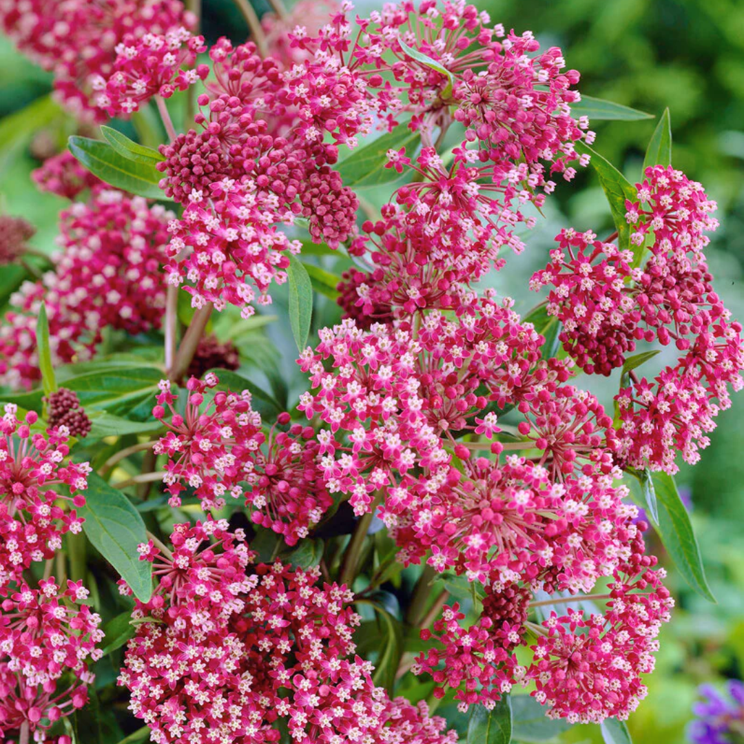 Asclepias incarnata 'Soulmate'