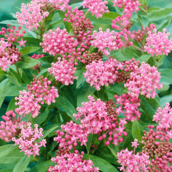 Asclepias incarnata 'Soulmate' - Image 2