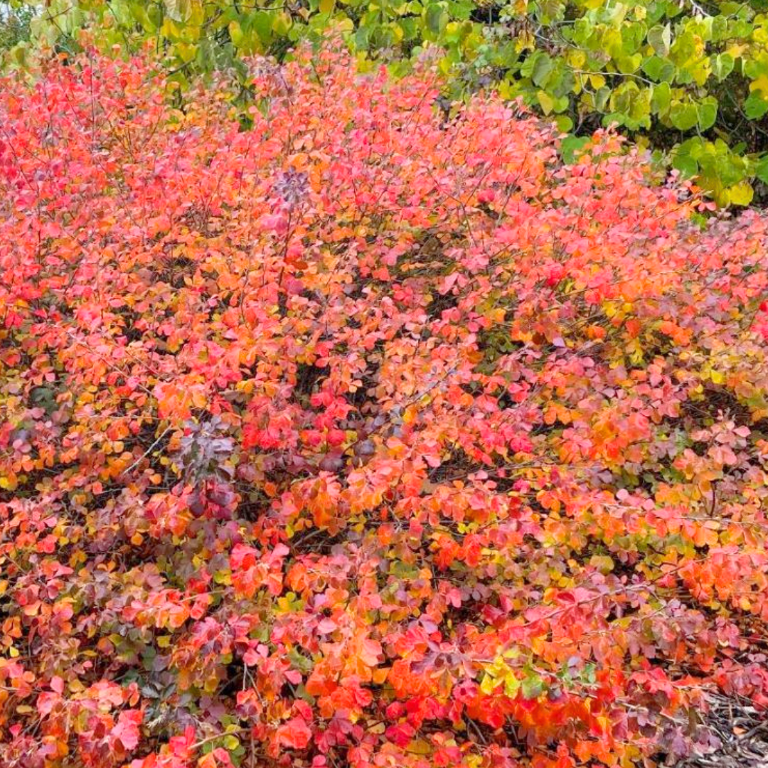 Sumac ‘Gro Low’