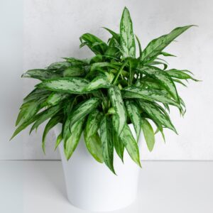 Aglaonema Cutlass