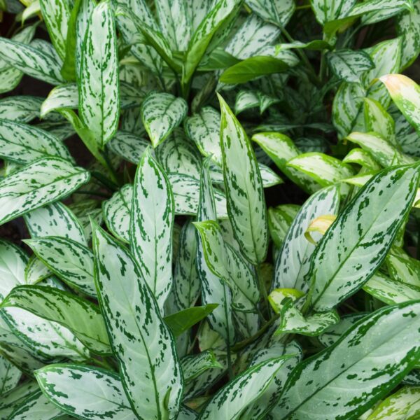 Aglaonema Cutlass foliage