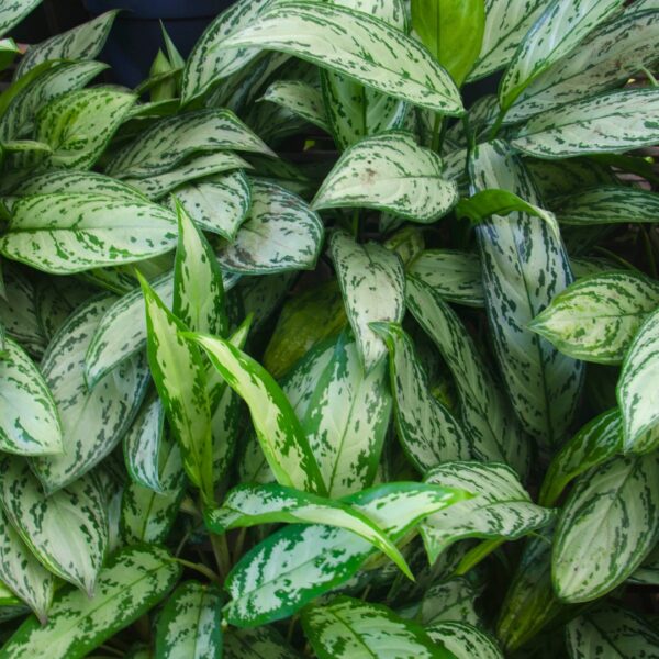 Aglaonema Cutlass group