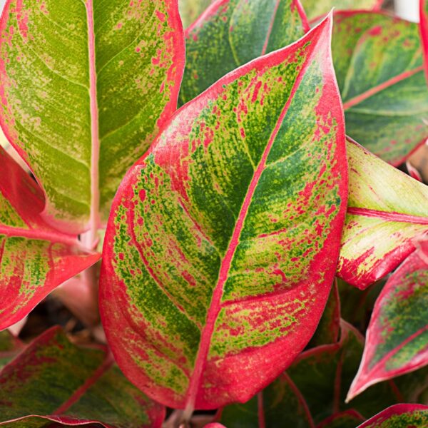 Aglaonema Siam Red leaf