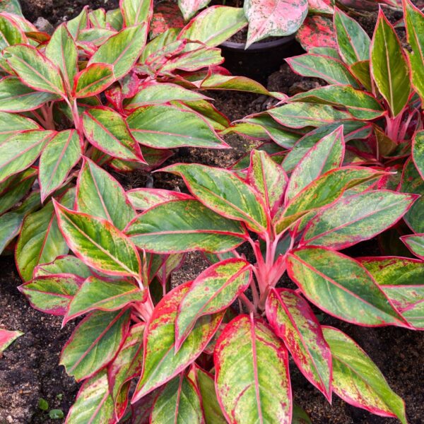 Aglaonema Siam Red growing