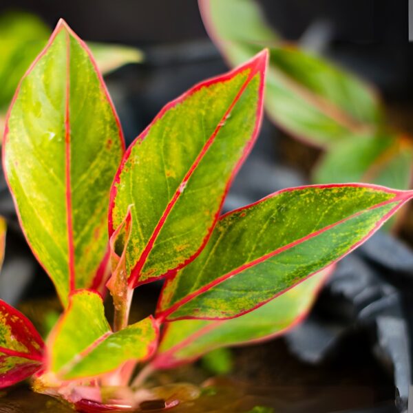 Aglaonema Siam Red foliage