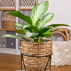 Aglaonema Silver Bay