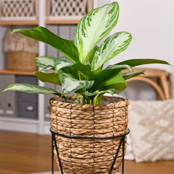 Aglaonema Silver Bay in a basket