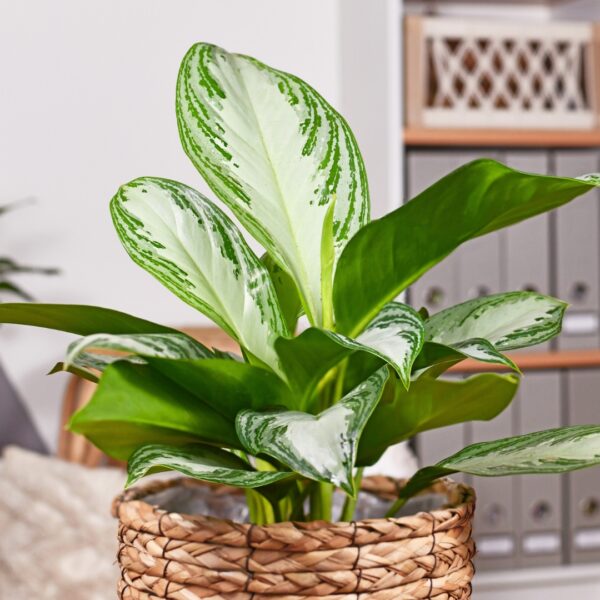 Aglaonema Silver Bay leaves