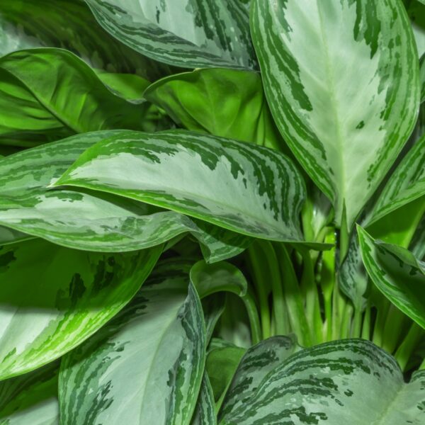 Aglaonema Silver Bay foliage