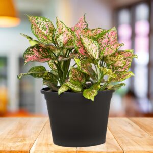 Aglaonema Wishes