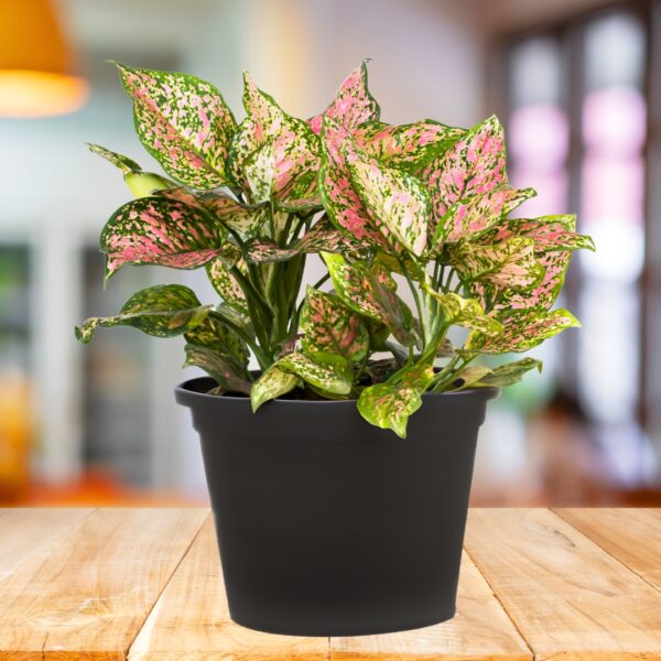 Aglaonema Wishes in a black pot