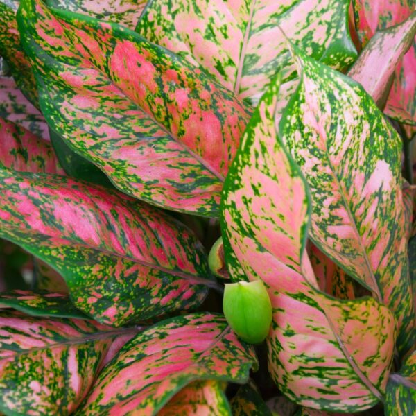 Aglaonema Wishes with a bloom