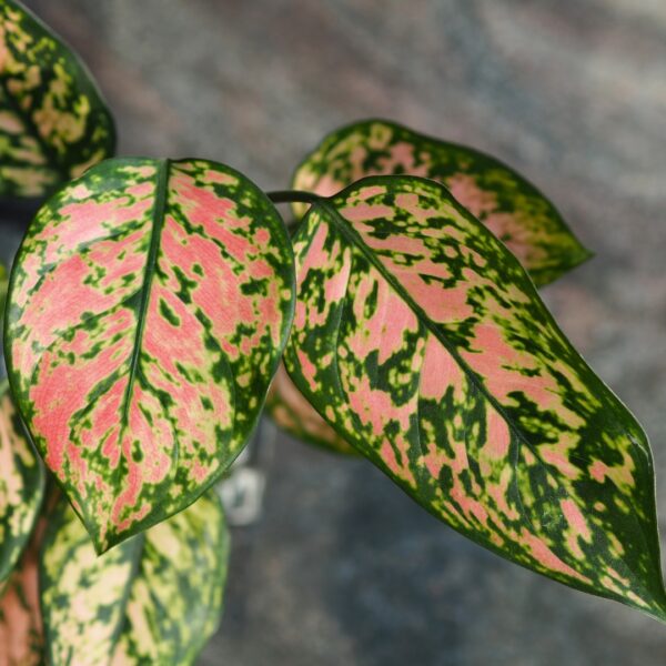 Aglaonema Wishes leaves