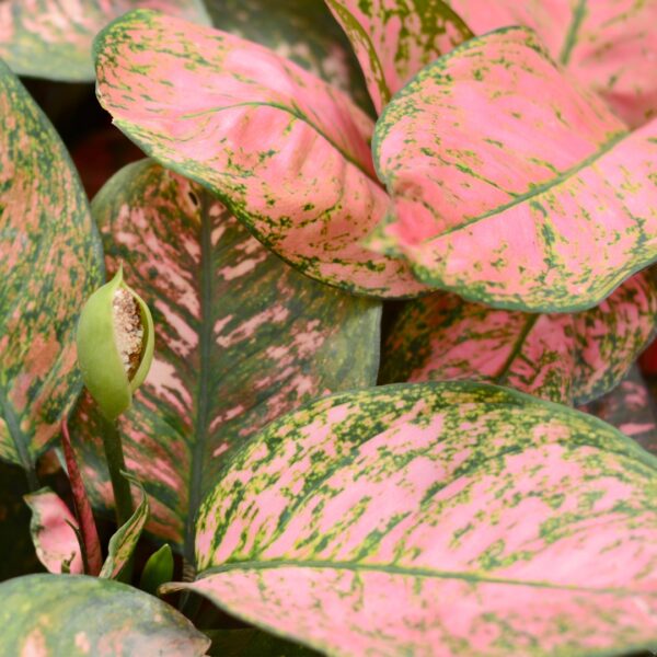 Aglaonema Wishes foliage with bloom