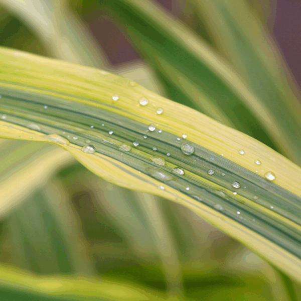 All Gold Japanese Forest Grass - Image 2